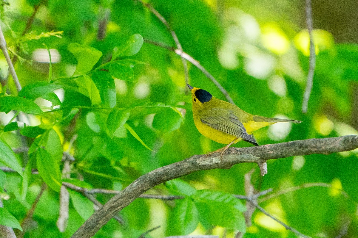 Wilson's Warbler - ML640767419
