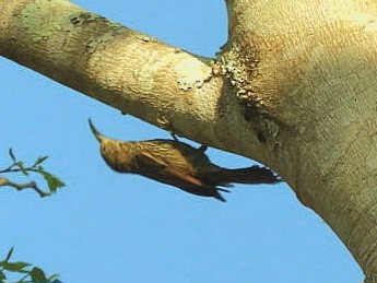 Dusky-capped Woodcreeper - ML640767428