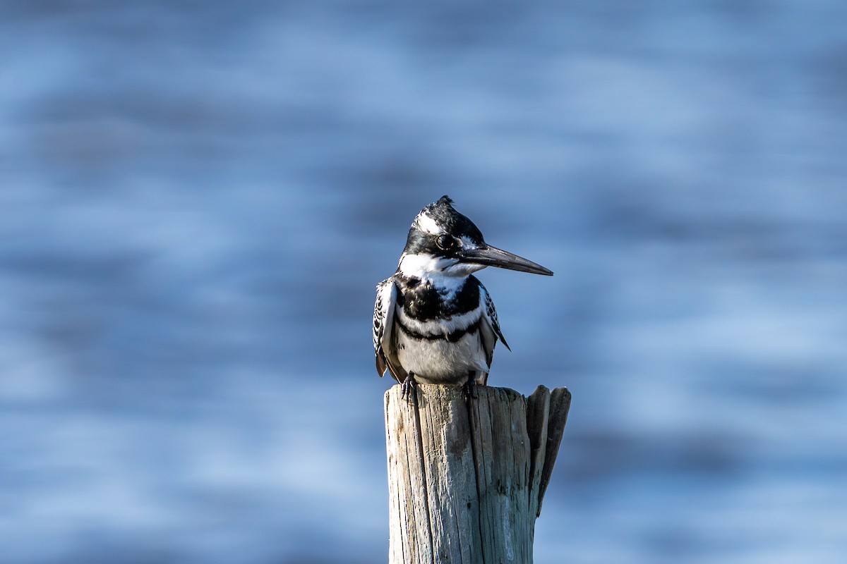 Pied Kingfisher - ML640767559
