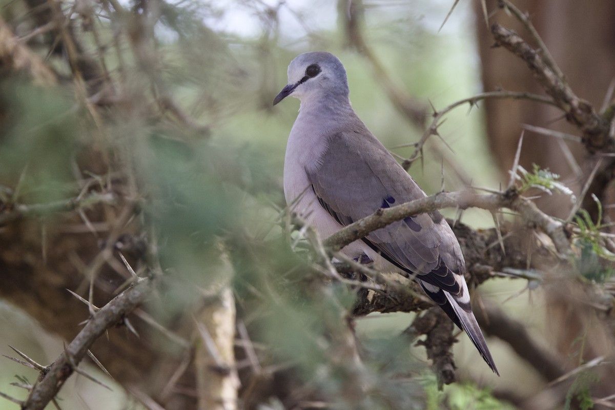 Black-billed Wood-Dove - ML640767600