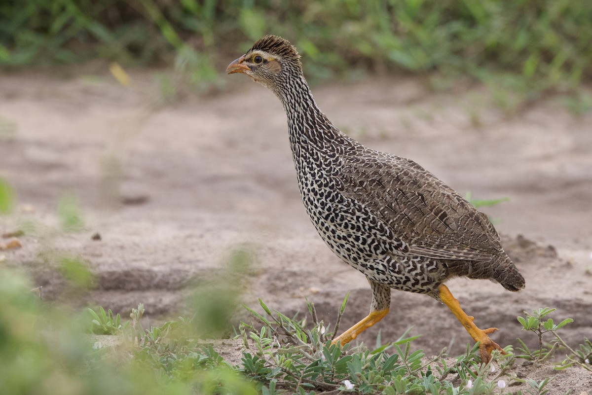 Heuglin's Spurfowl - ML640767638