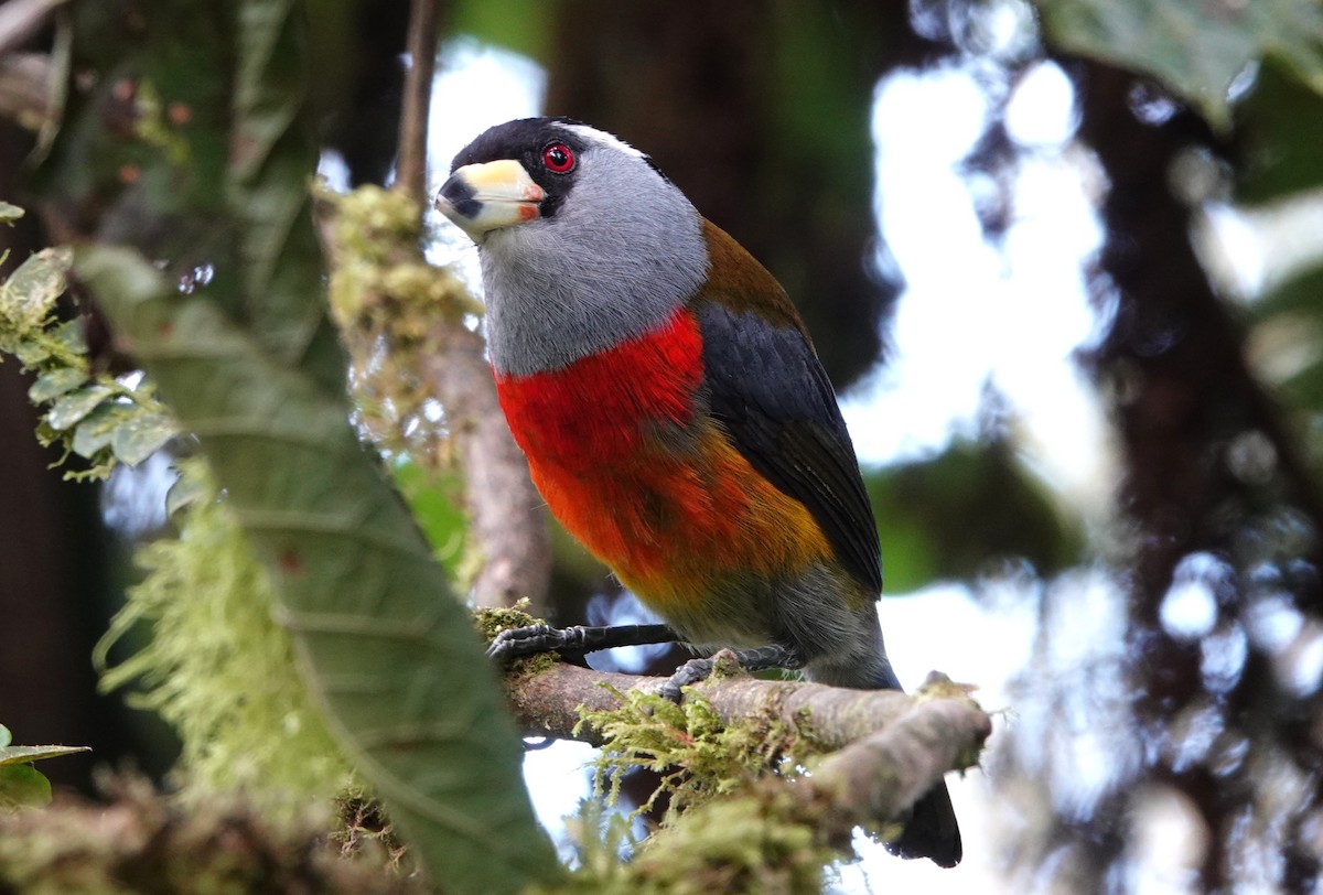 Toucan Barbet - ML640767639