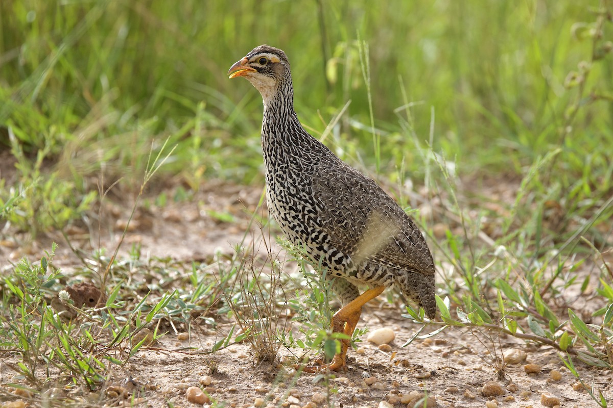 Heuglin's Spurfowl - ML640767641
