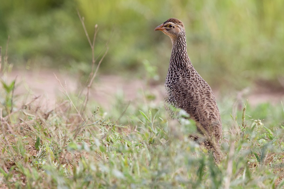 Heuglin's Spurfowl - ML640767642