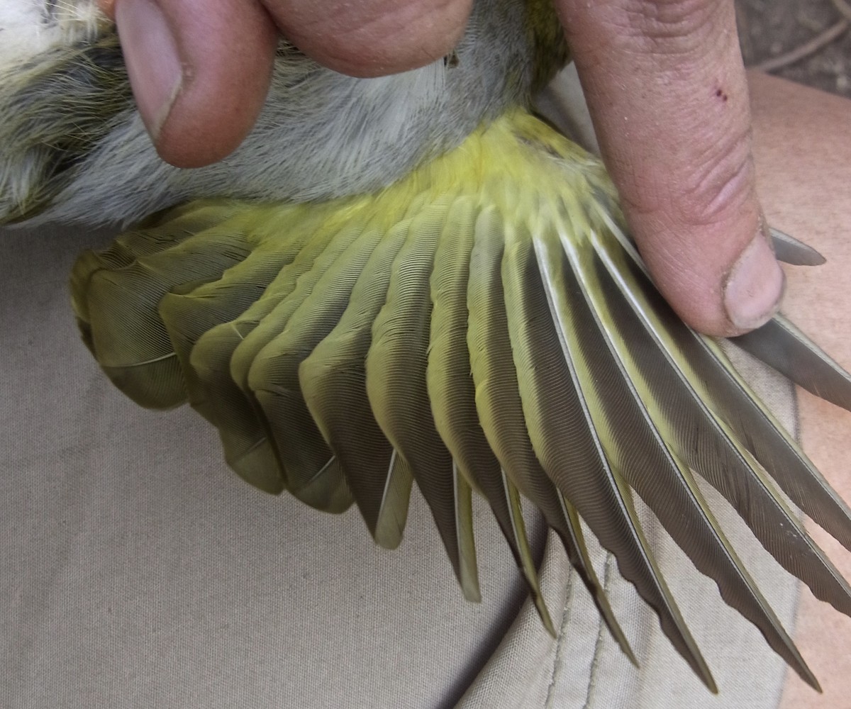 Yellow-necked Greenbul - ML640767704