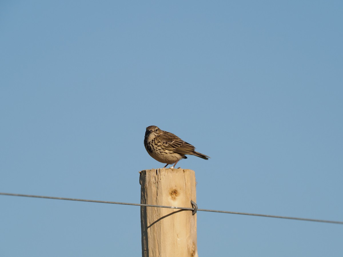 Meadow Pipit - ML640767728