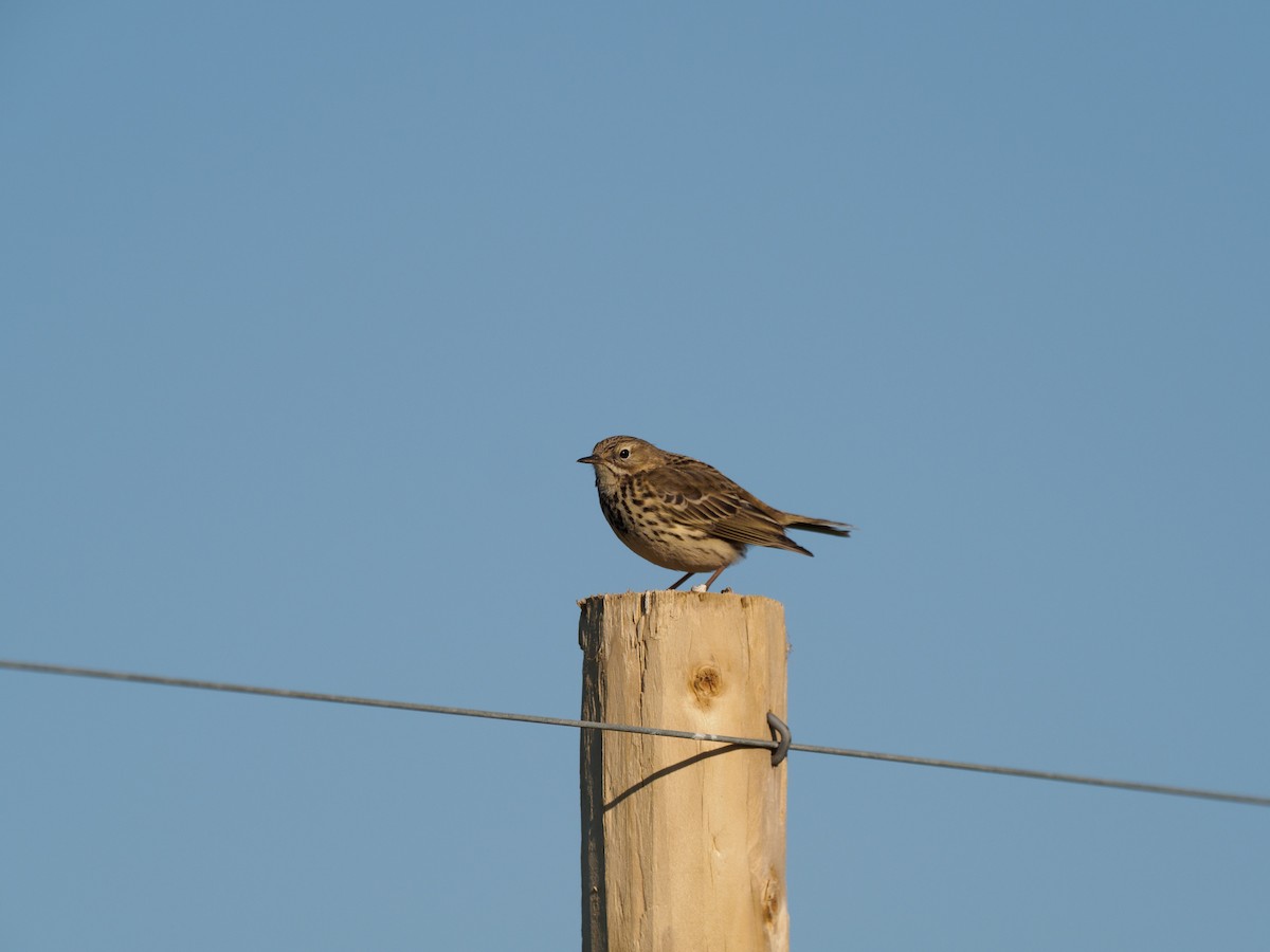 Meadow Pipit - ML640767729