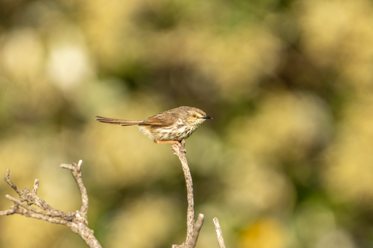 Karoo Prinia - ML640767734