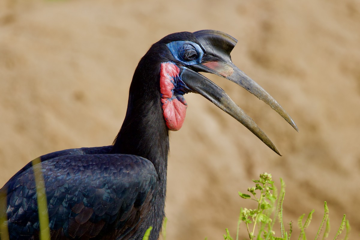 Abyssinian Ground-Hornbill - ML640767747