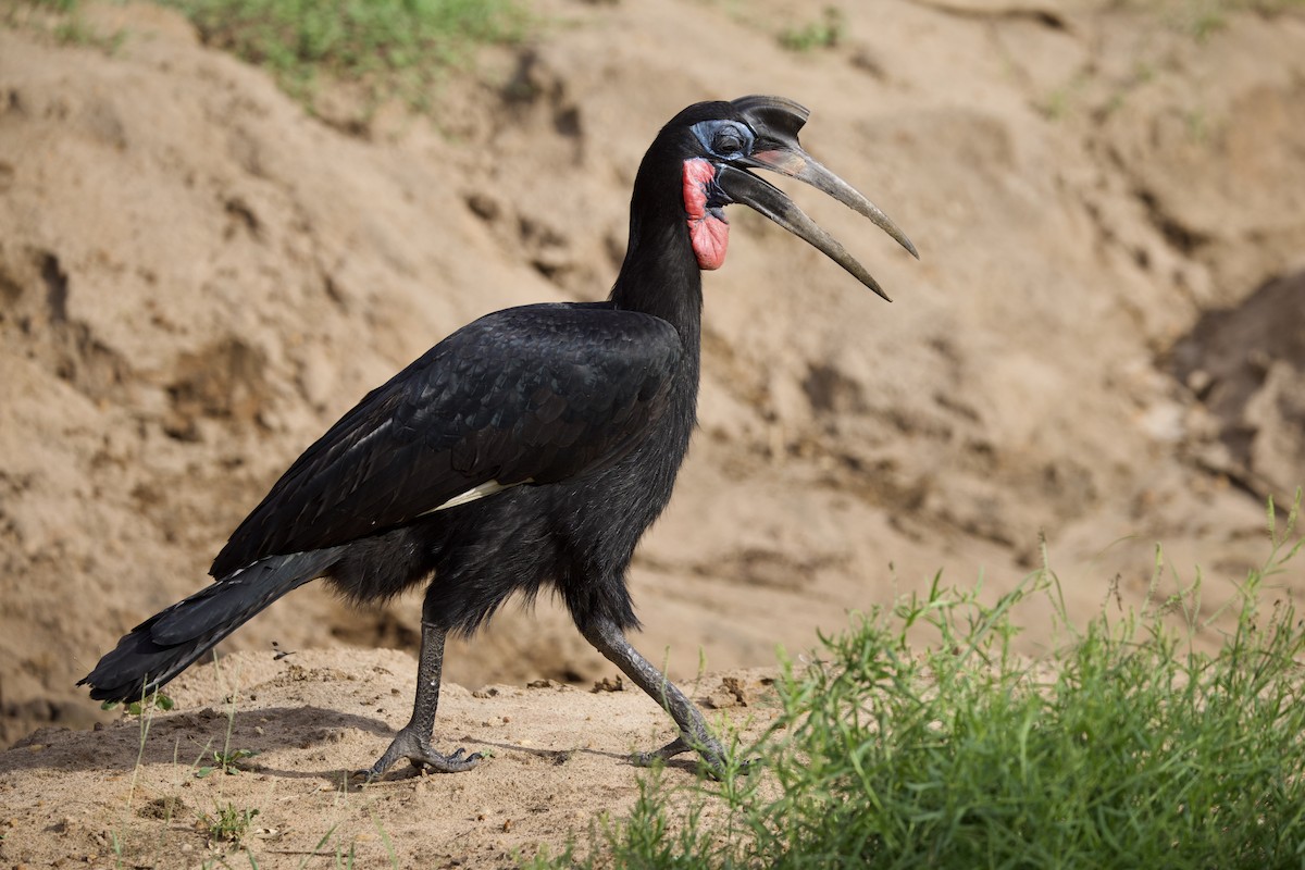Abyssinian Ground-Hornbill - ML640767748