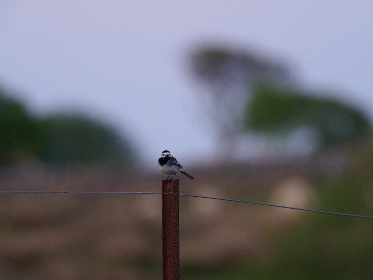 White Wagtail (British) - ML640767767