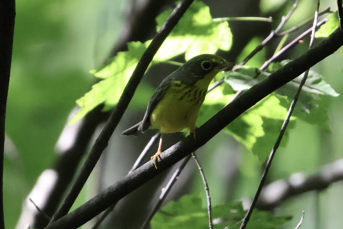 Canada Warbler - ML640767816