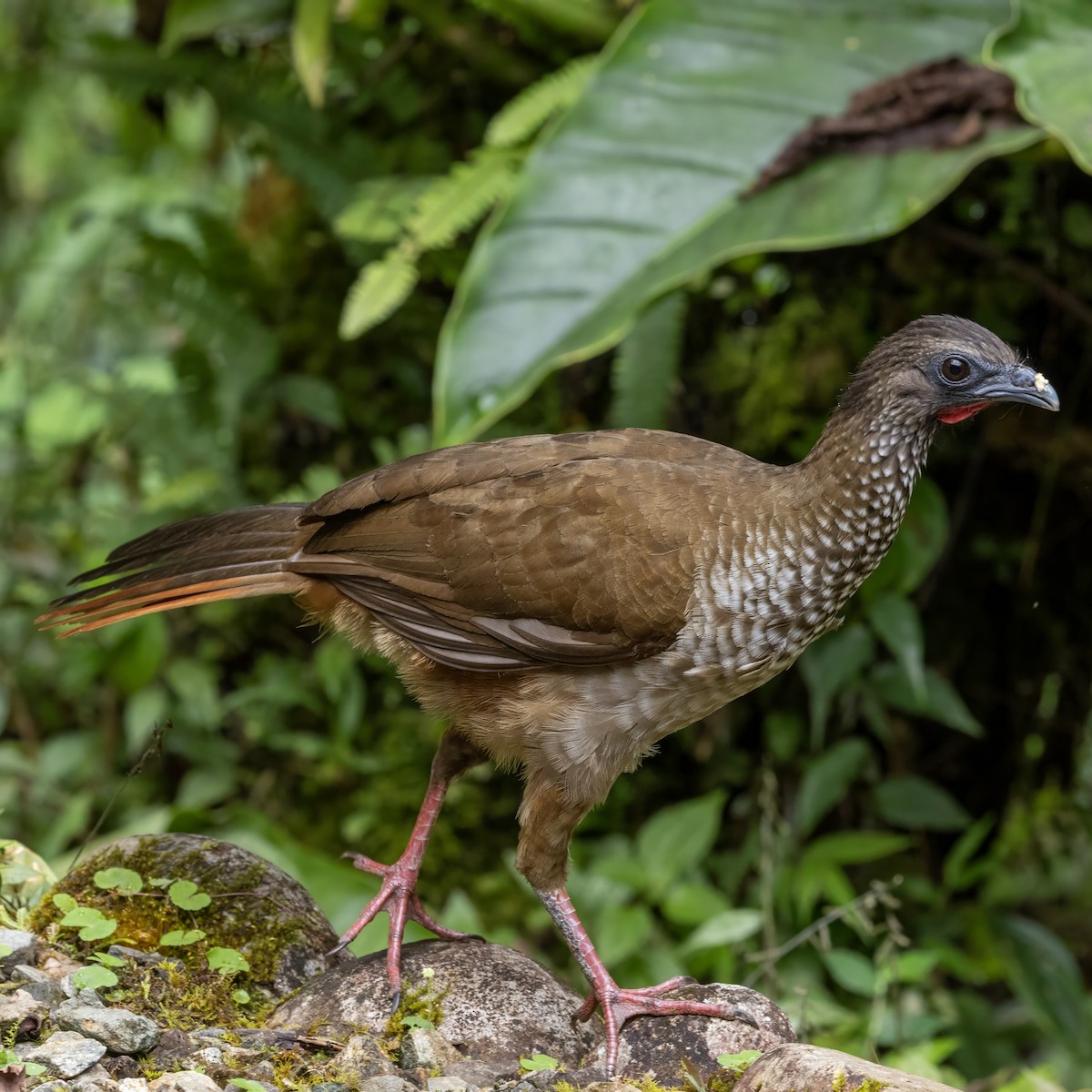 Speckled Chachalaca (Speckled) - ML640767819