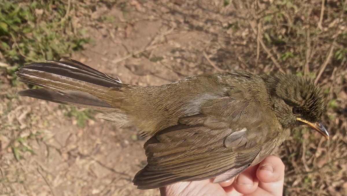 Yellow-necked Greenbul - ML640767833