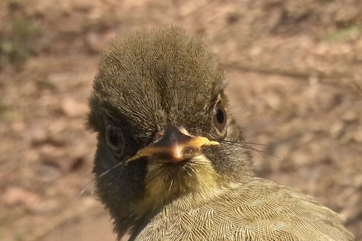 Yellow-necked Greenbul - ML640767847