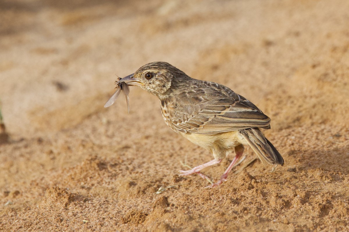 Flappet Lark - ML640767849