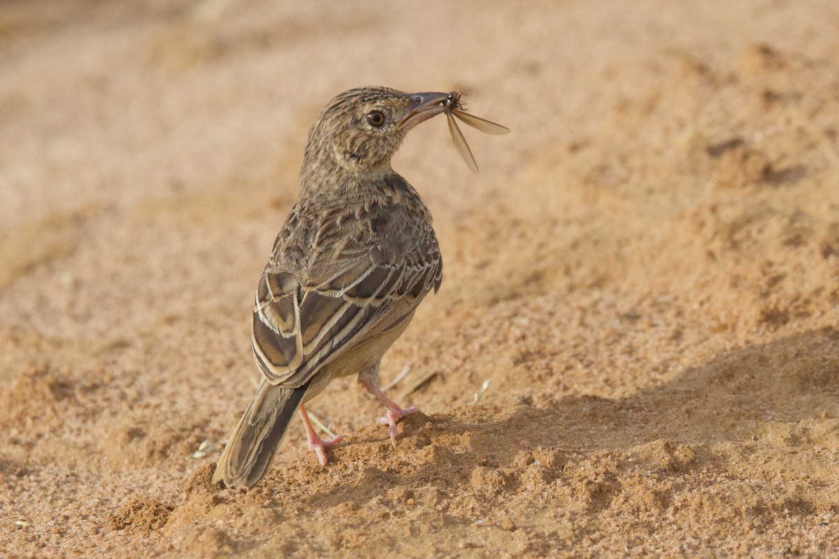 Flappet Lark - ML640767851