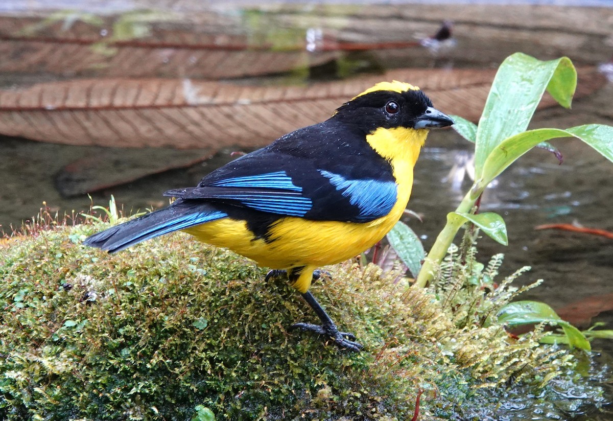 Blue-winged Mountain Tanager - ML640767863