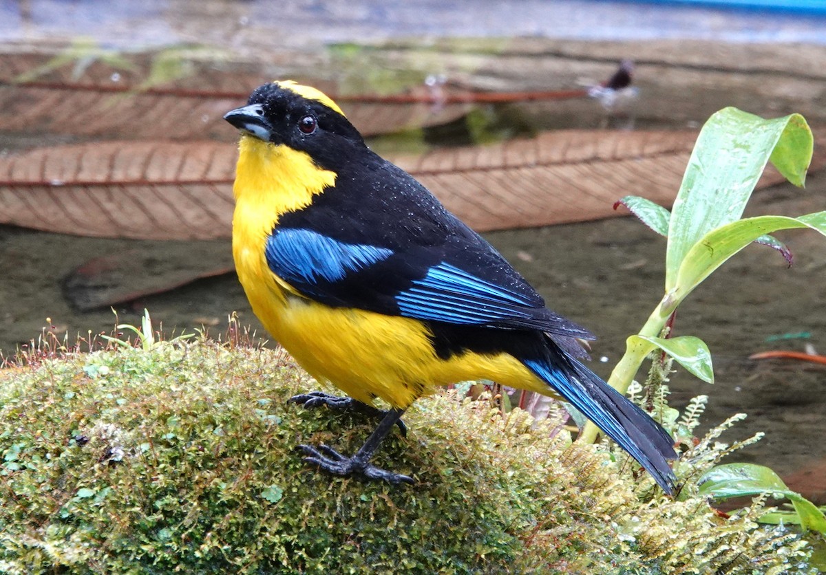 Blue-winged Mountain Tanager - ML640767880