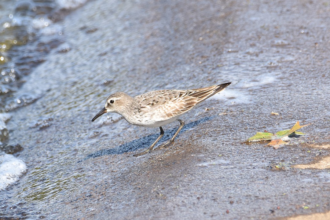 White-rumped Sandpiper - ML640767924