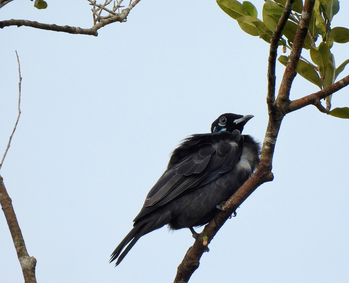 Bare-necked Fruitcrow - ML640768006