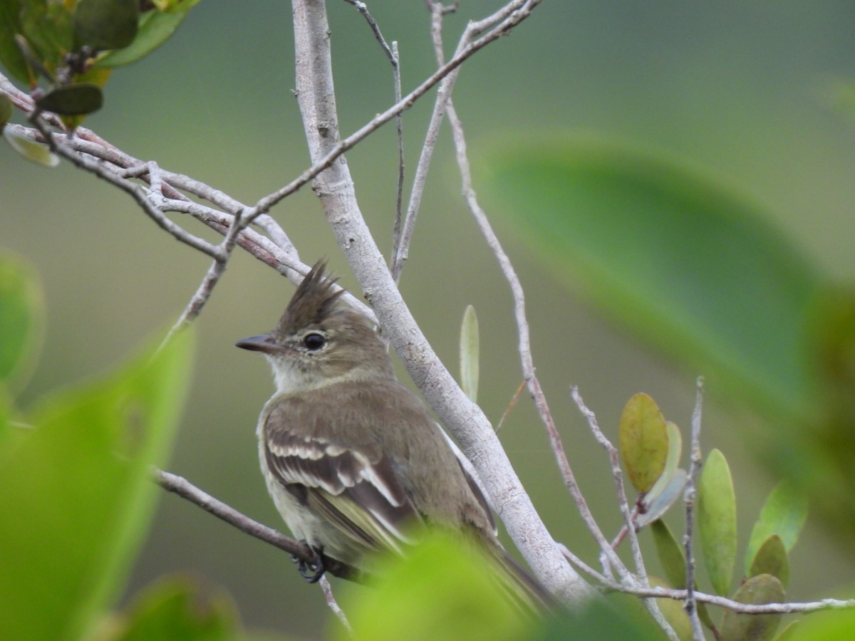 Plain-crested Elaenia - ML640768023