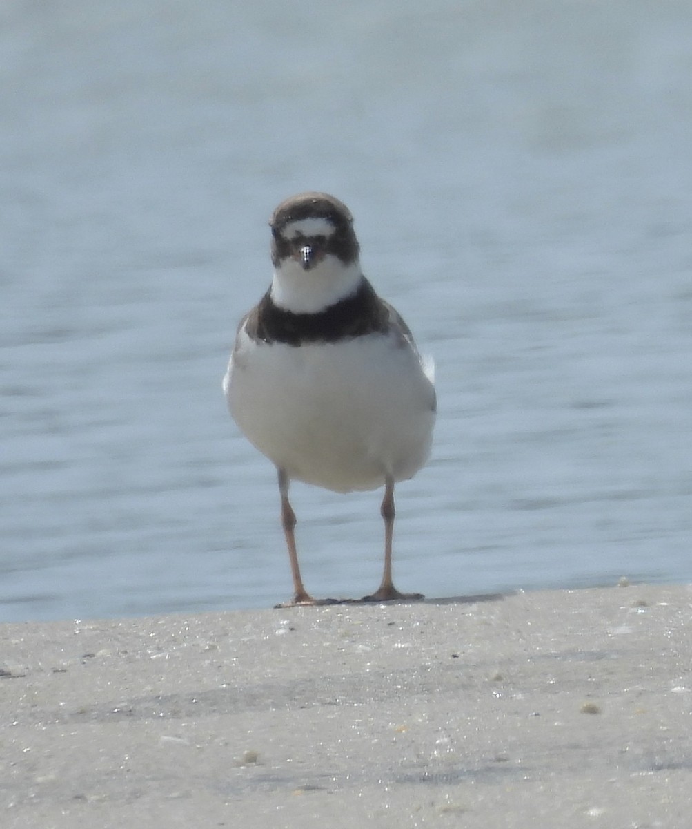Semipalmated Plover - ML640768100