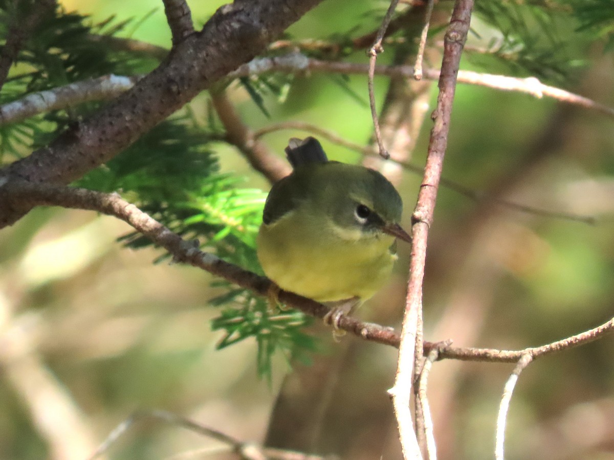 Black-throated Blue Warbler - ML640768164