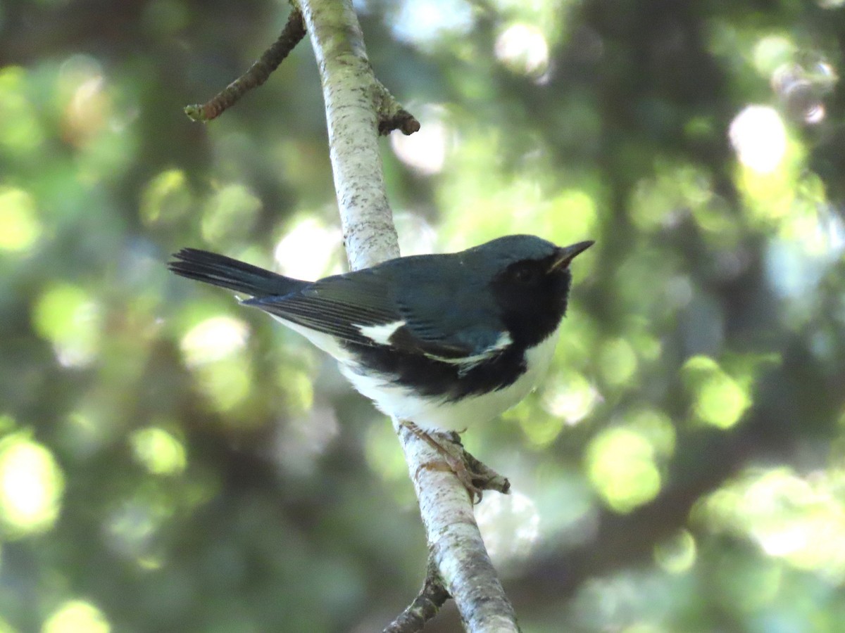 Black-throated Blue Warbler - ML640768165