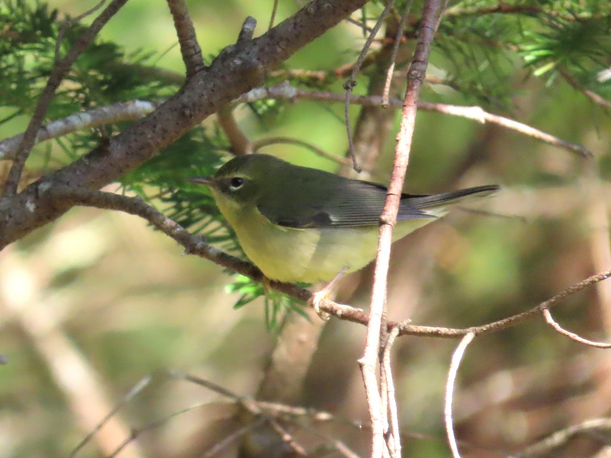 Black-throated Blue Warbler - ML640768166