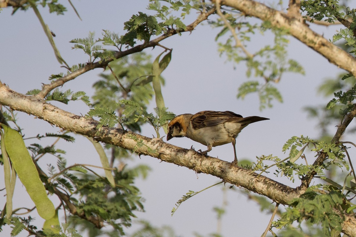 Shelley's Rufous Sparrow - ML640768178