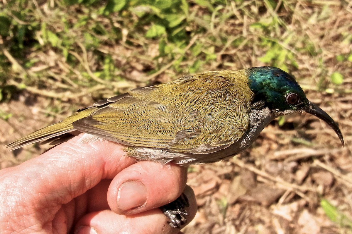 Green-headed Sunbird - ML640768213