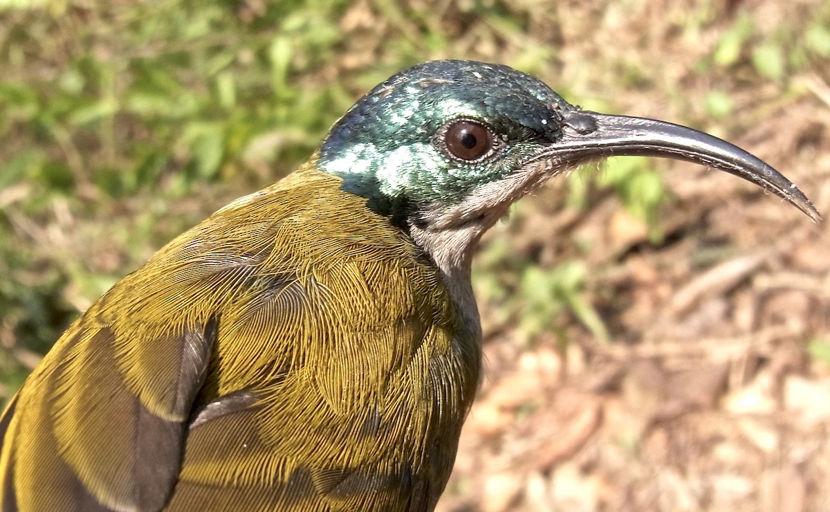Green-headed Sunbird - ML640768214