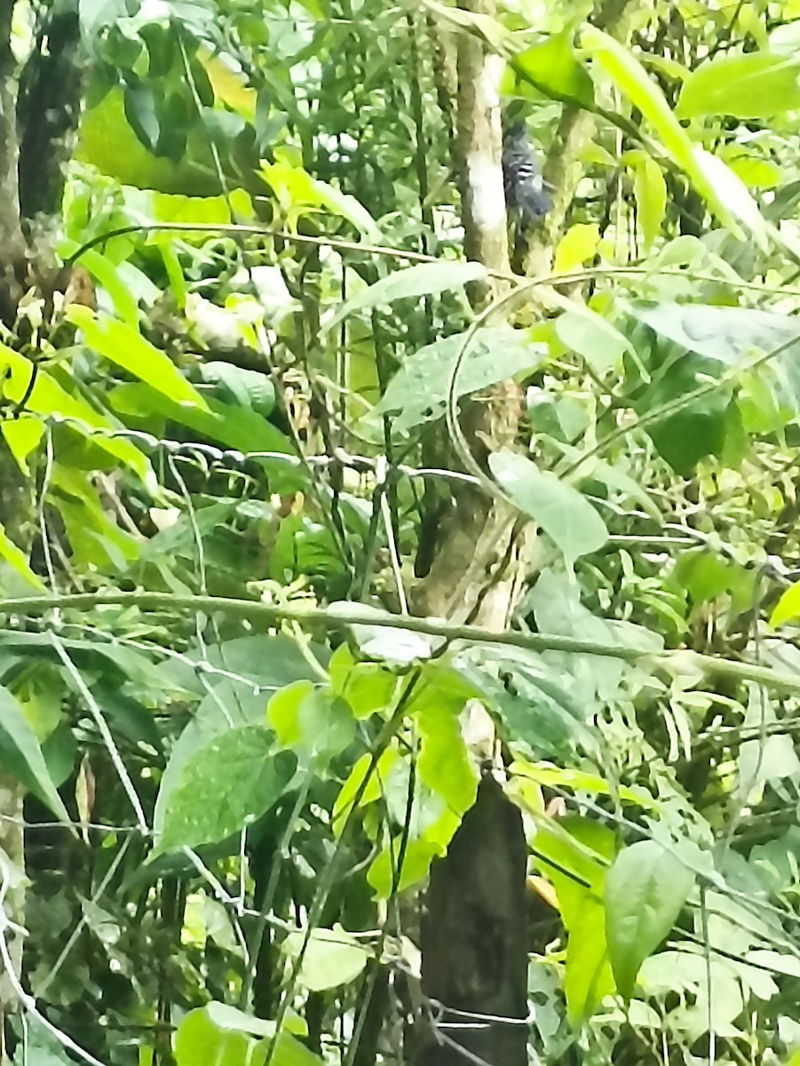 Lined Antshrike - ML640768219