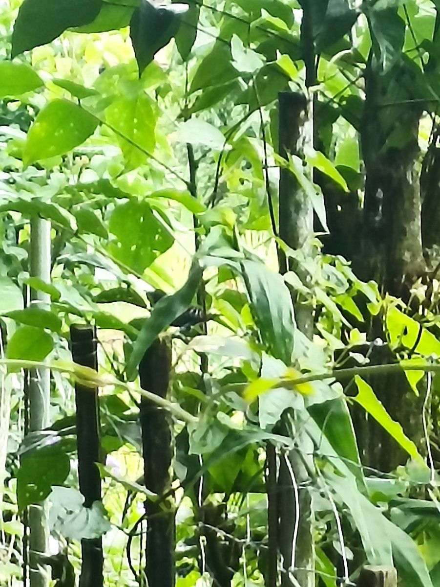 Lined Antshrike - ML640768220