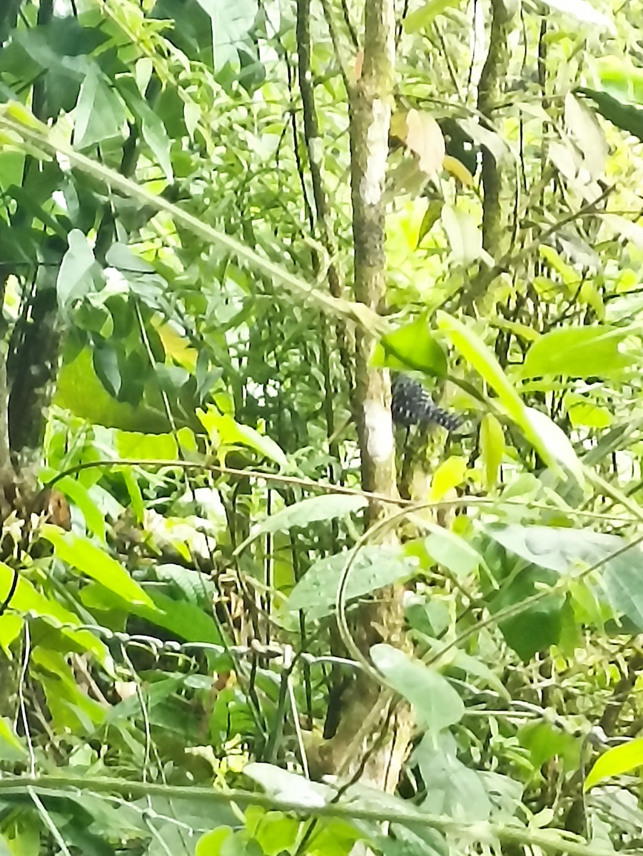 Lined Antshrike - ML640768221