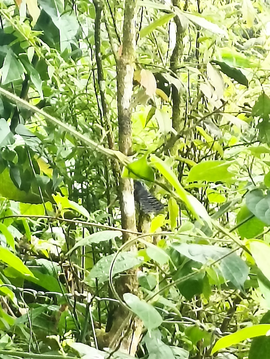 Lined Antshrike - ML640768222