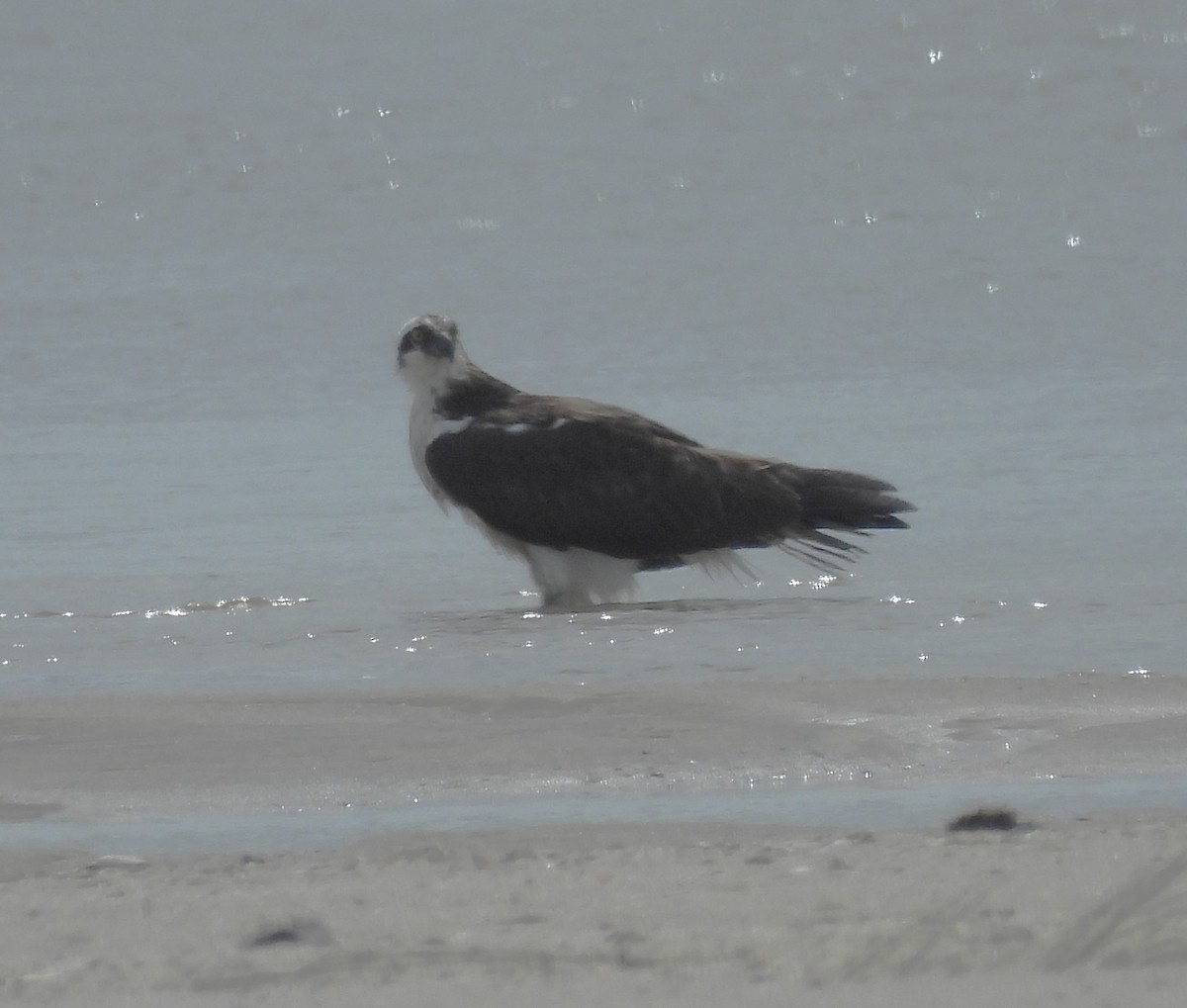 Falco pescatore - ML640768262