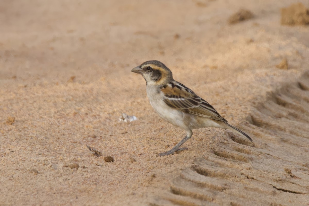 Shelley's Rufous Sparrow - ML640768301