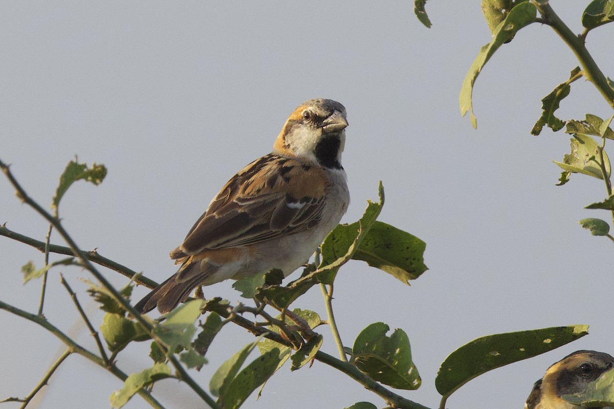 Shelley's Rufous Sparrow - ML640768302
