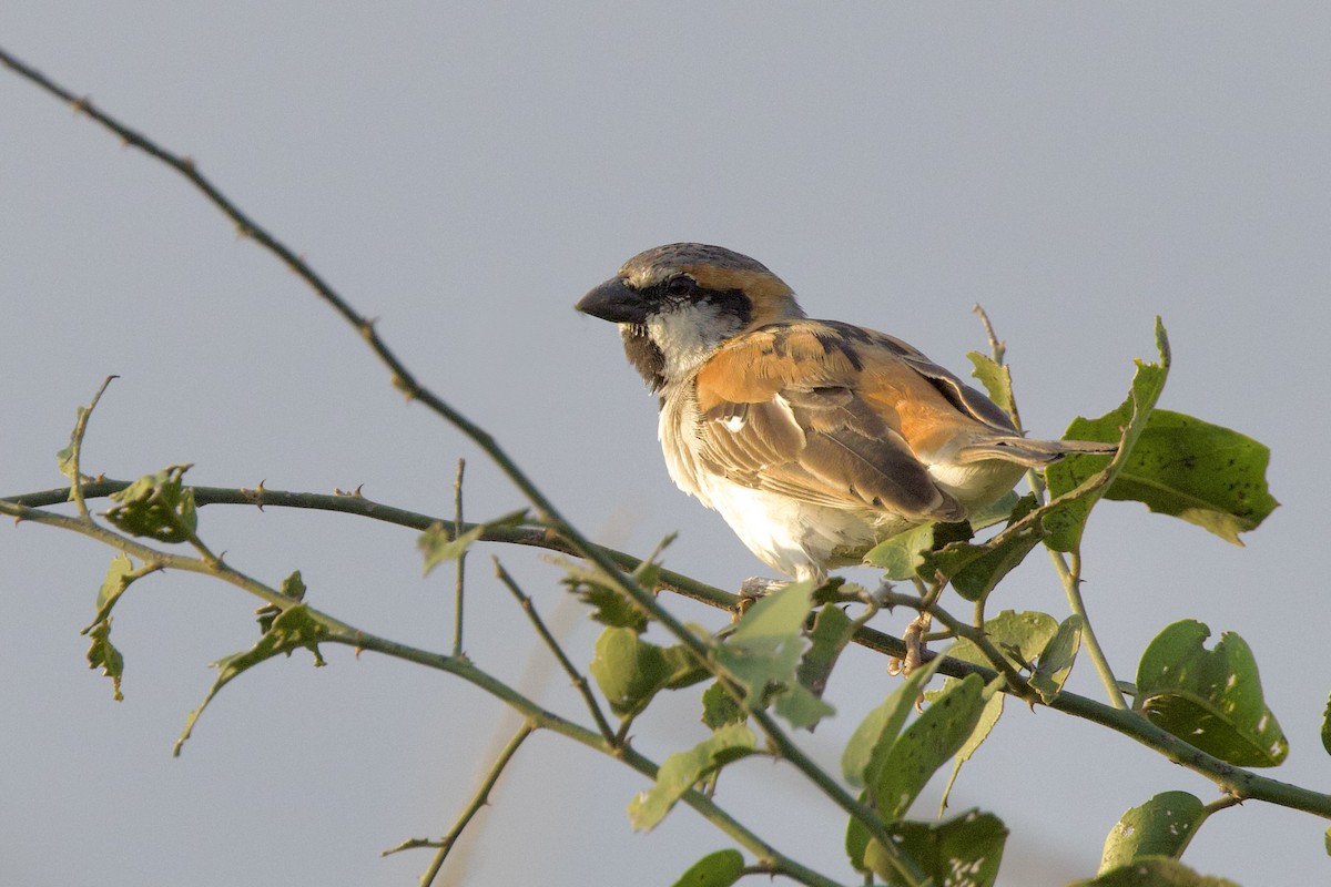 Shelley's Rufous Sparrow - ML640768303