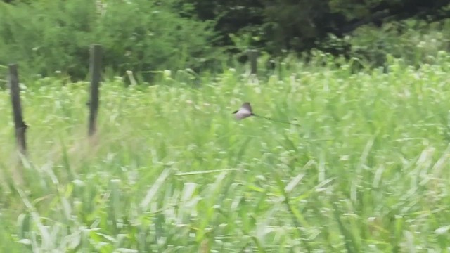 ズグロエンビタイランチョウ - ML640768315