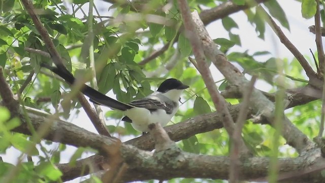 ズグロエンビタイランチョウ - ML640768317