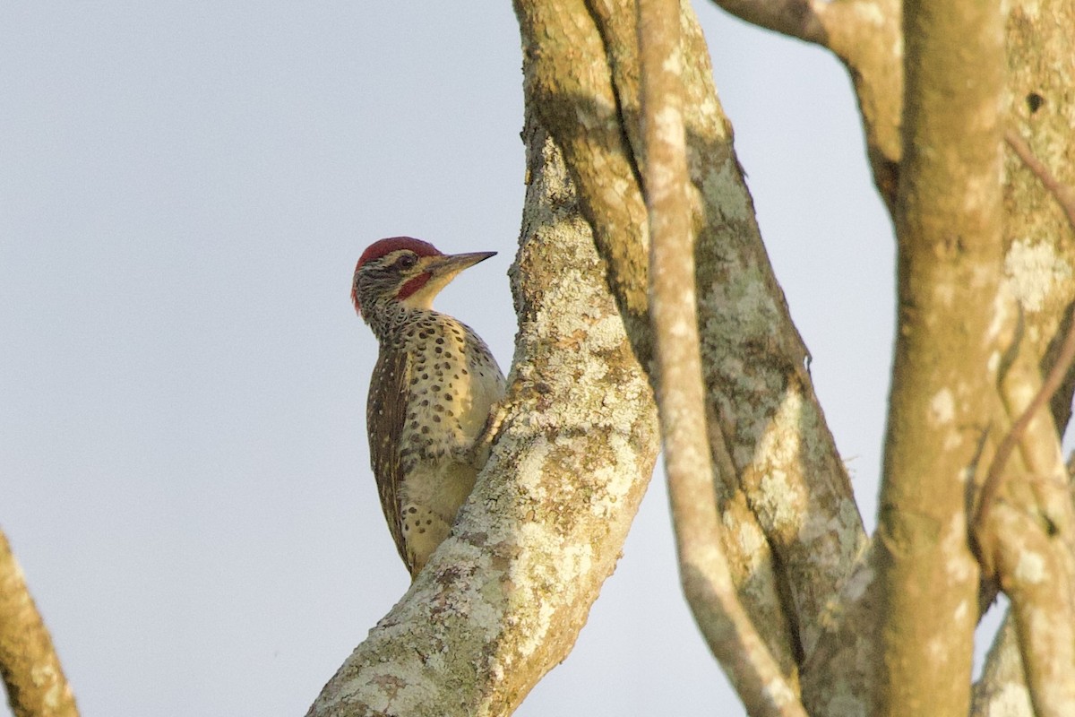 Nubian Woodpecker - ML640768326