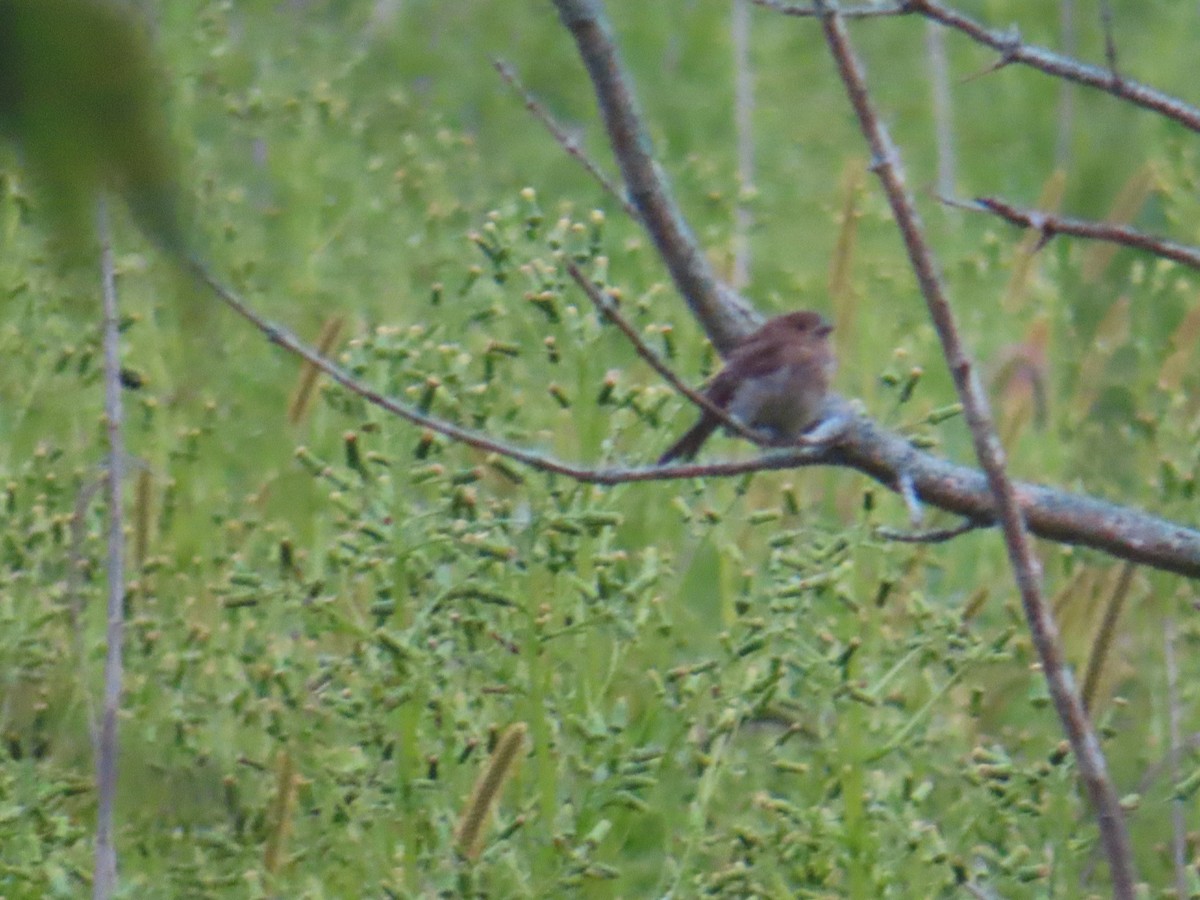 Purple Finch - ML640768407