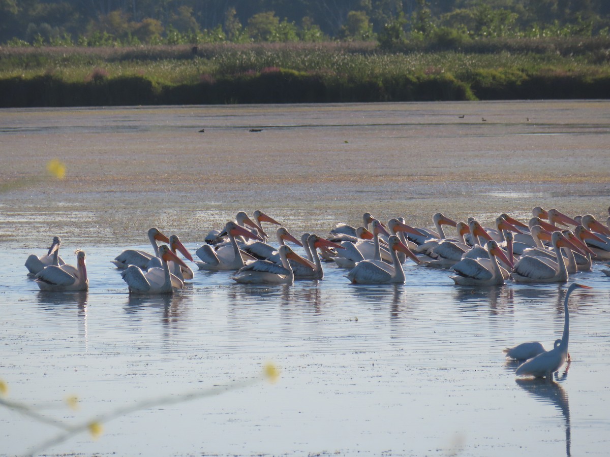 American White Pelican - ML640768436