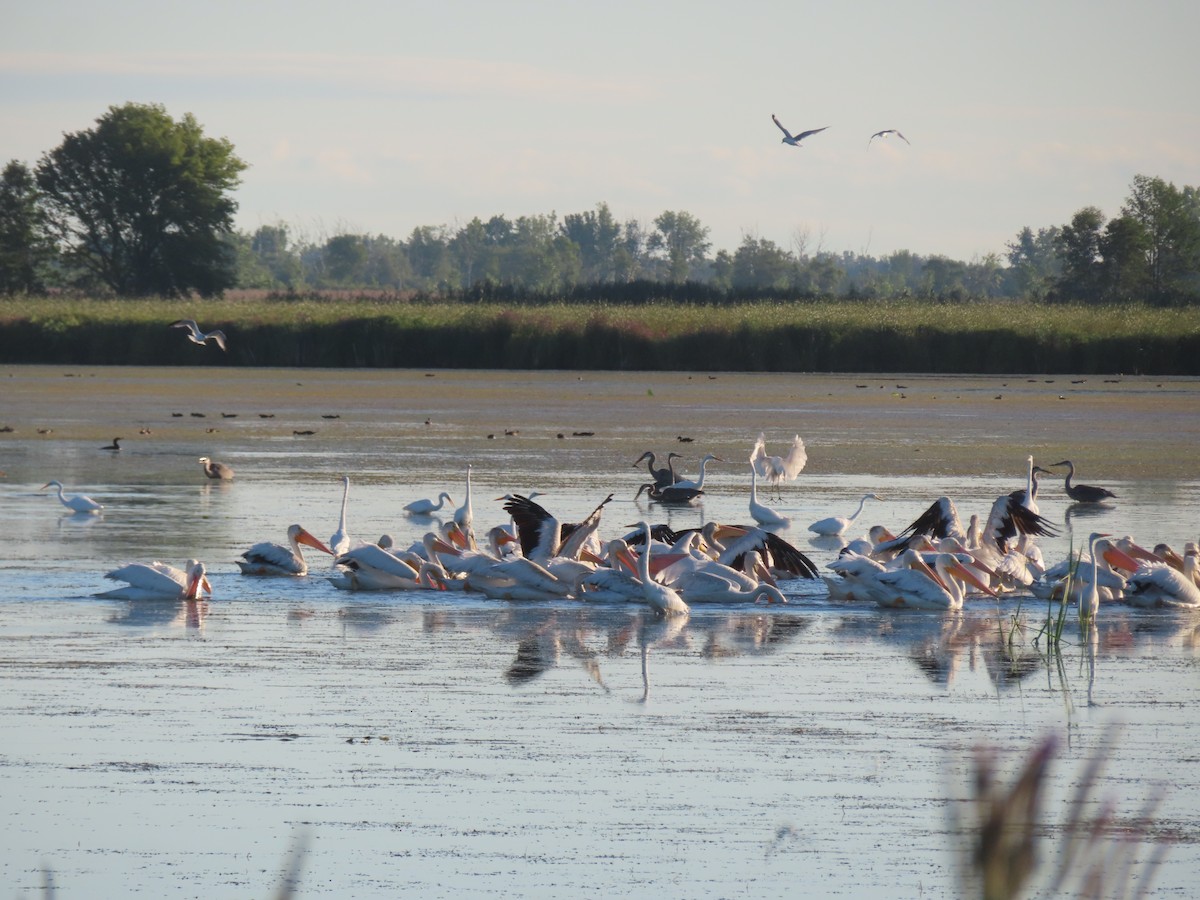 American White Pelican - ML640768437