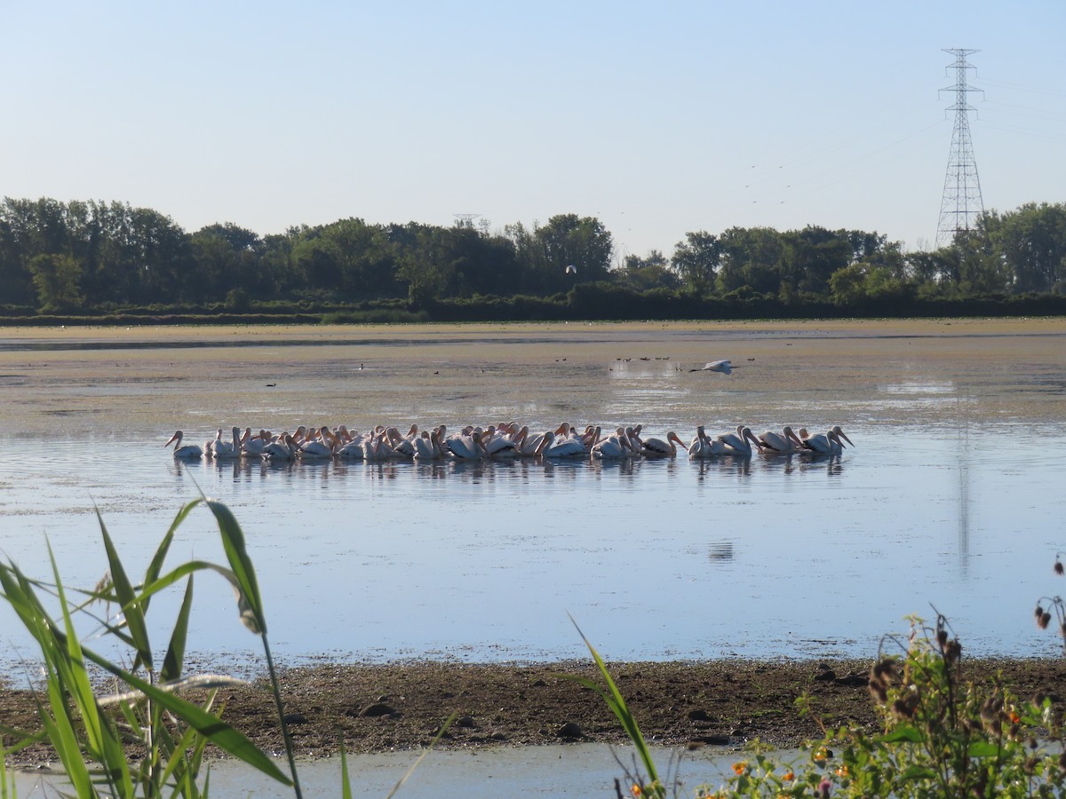 American White Pelican - ML640768438