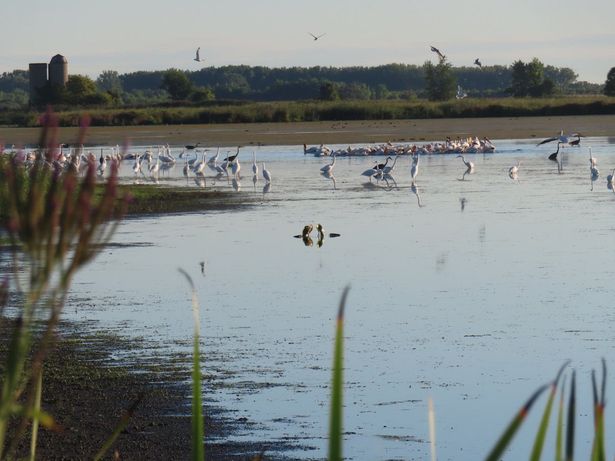 Great Egret - ML640768471