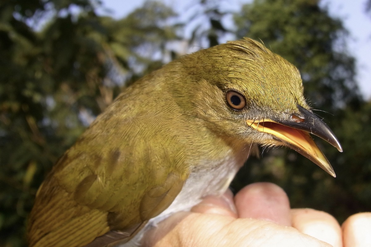 Yellow-necked Greenbul - ML640768492